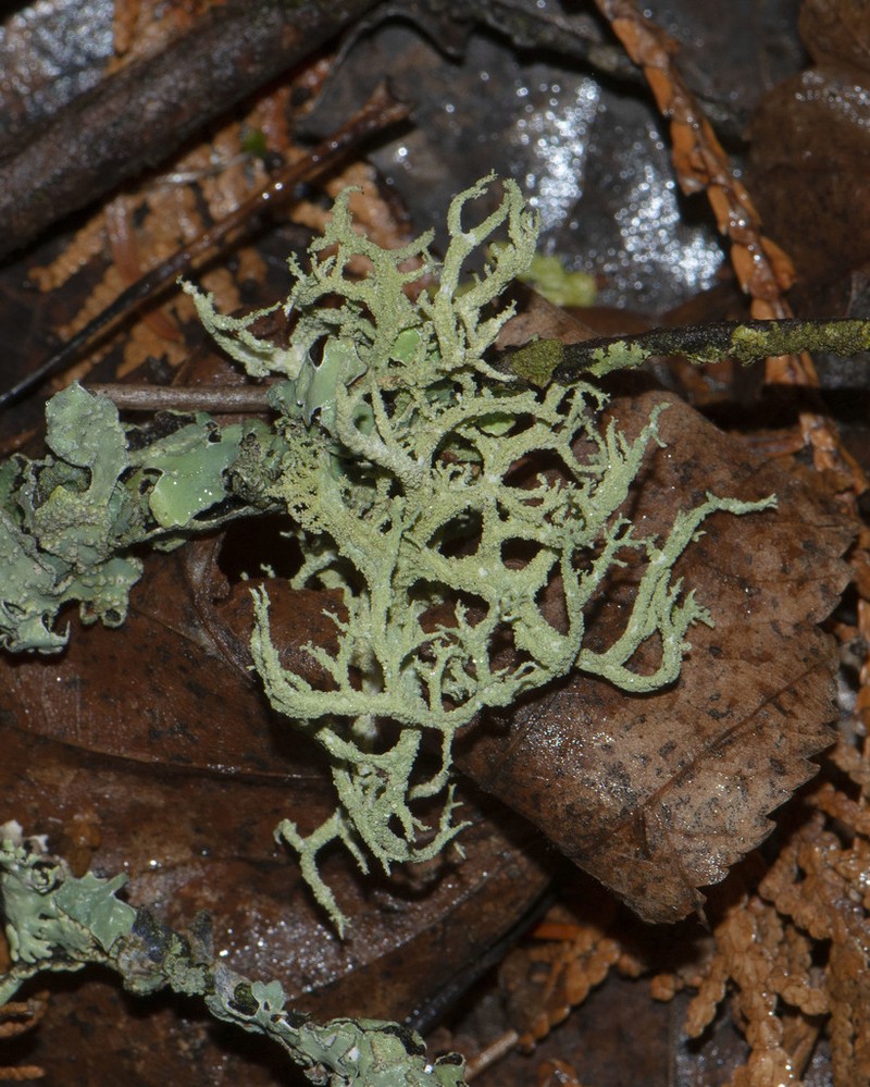 Ring Lichen photo 7