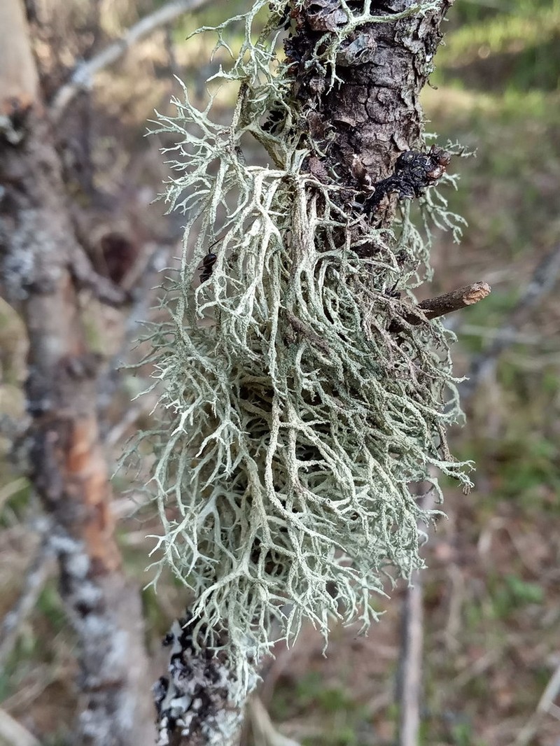 Ring Lichen photo 8