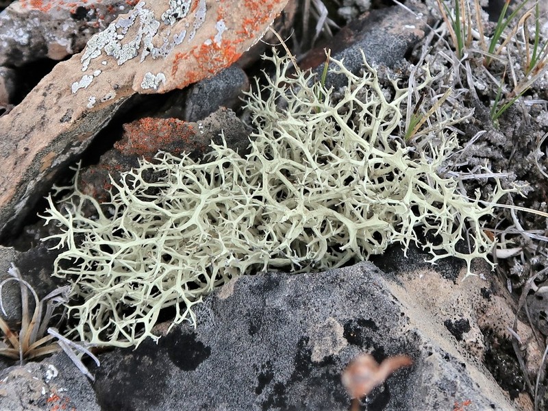 Ring Lichen
