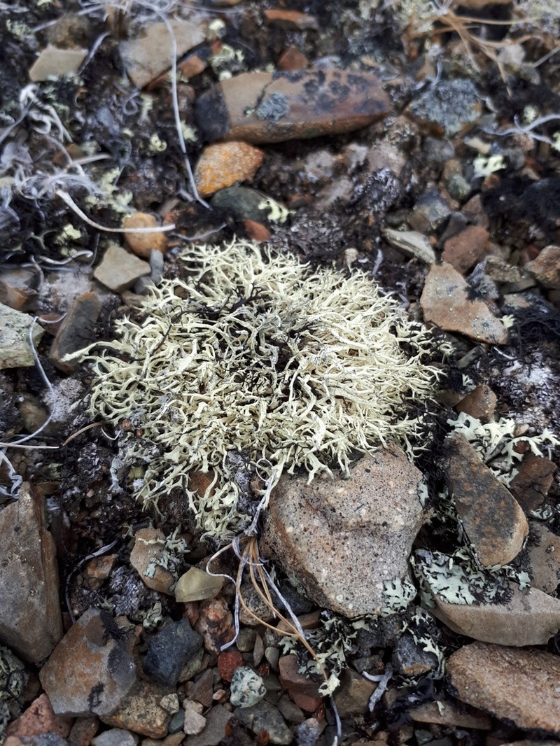 Ring Lichen photo 3