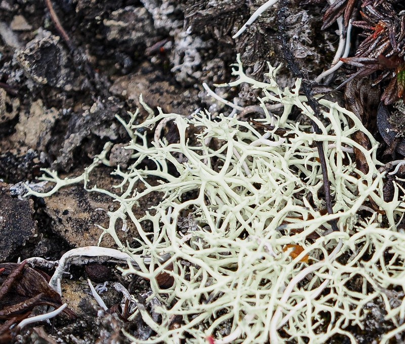 Ring Lichen photo 4