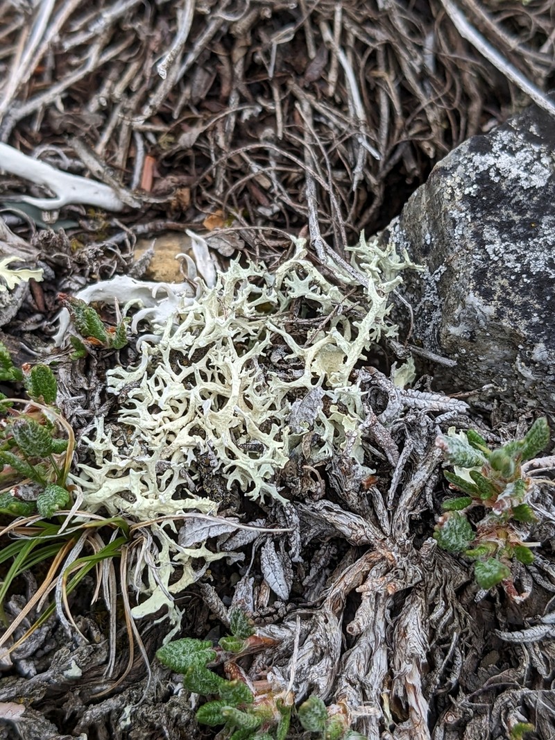Ring Lichen photo 5