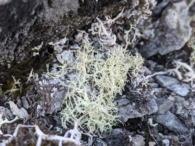 Ring Lichen photo 6