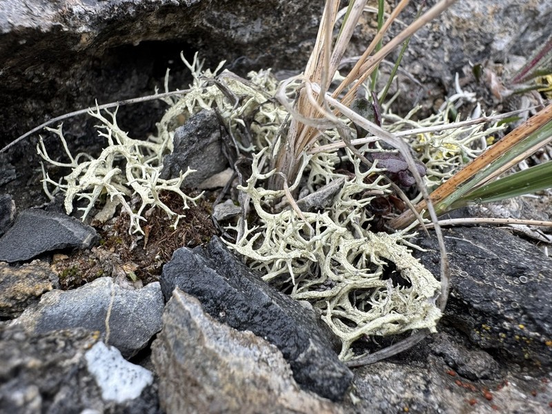 Ring Lichen photo 7