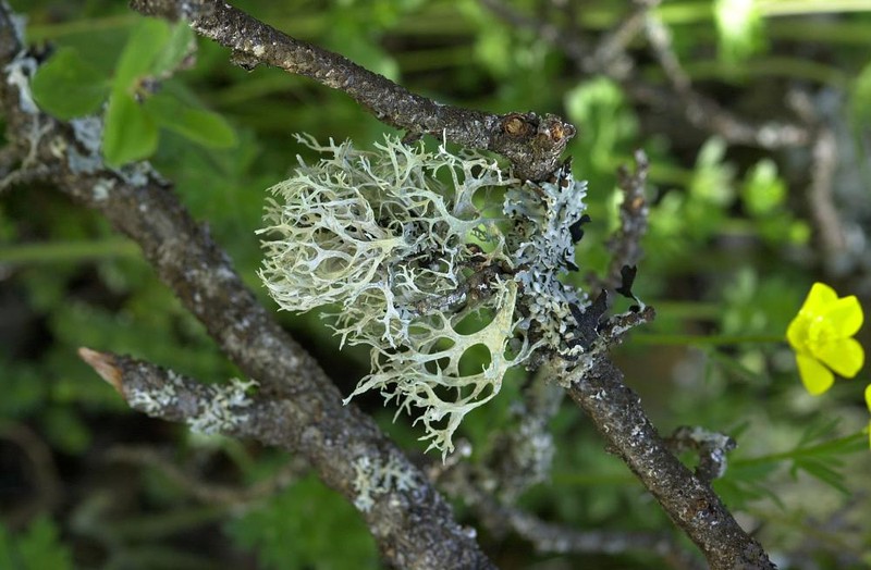 Ring Lichen