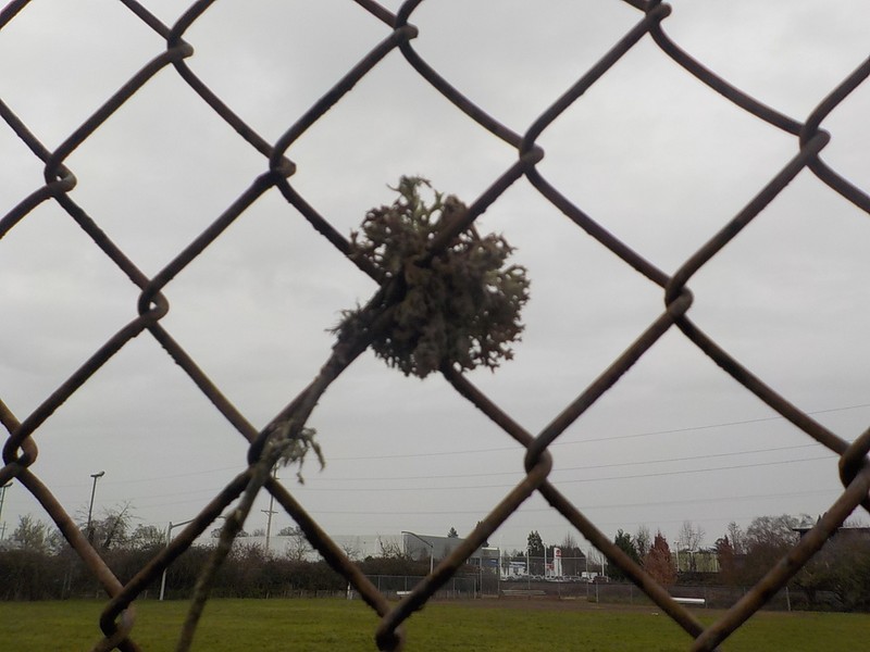 Ring Lichen