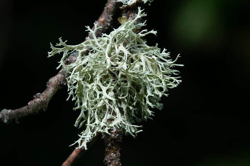 Ring Lichen photo 2