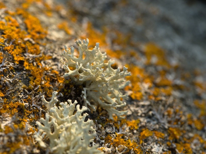 Ring Lichen photo 3