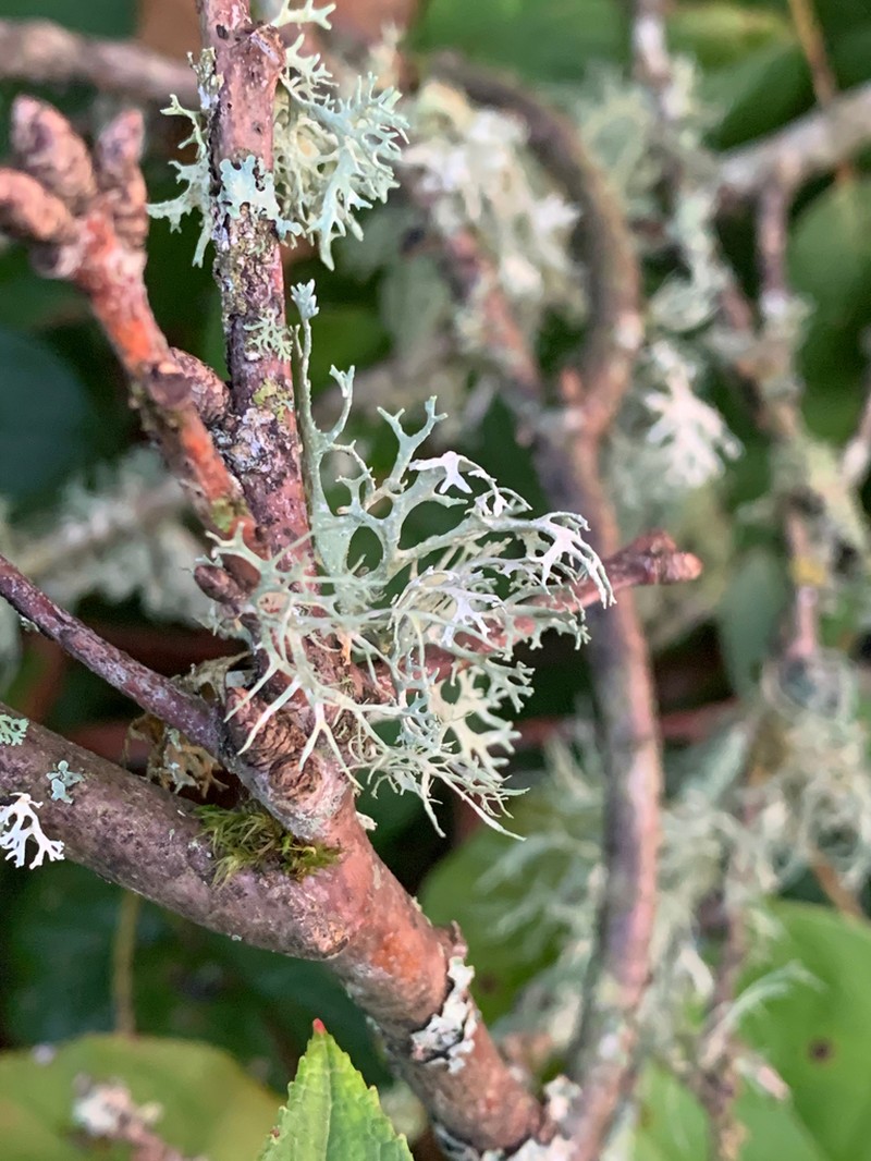 Ring Lichen photo 4