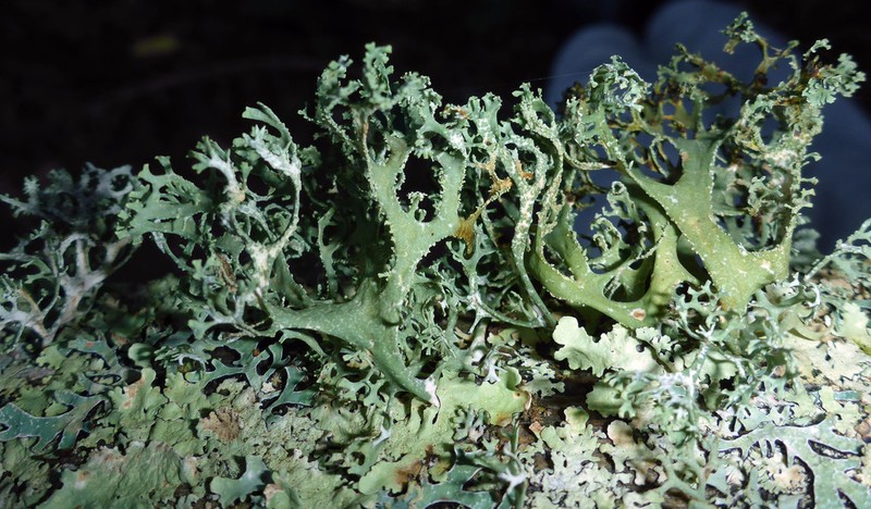 Ring Lichen photo 5
