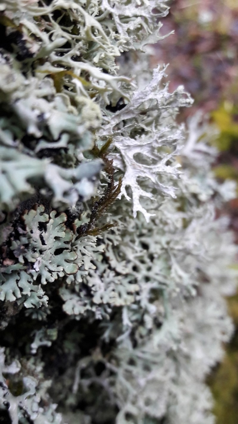 Ring Lichen photo 6