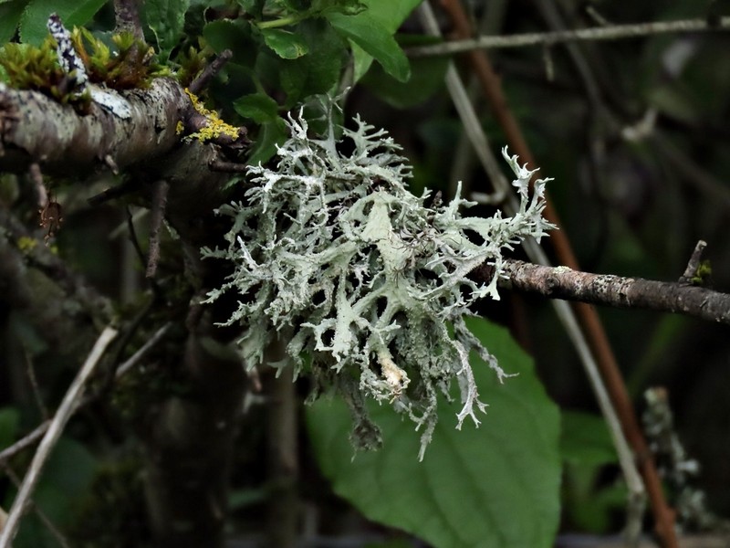 Ring Lichen photo 7