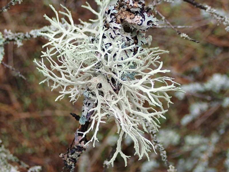 Ring Lichen photo 8