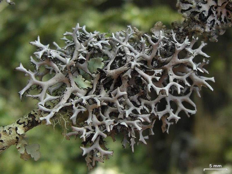 Catawba Everniastrum Lichen