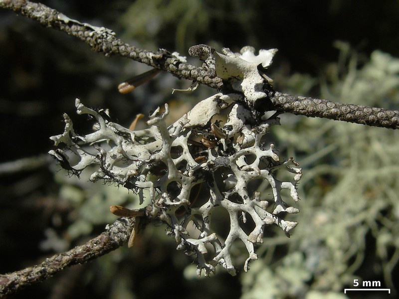 Catawba Everniastrum Lichen photo 2