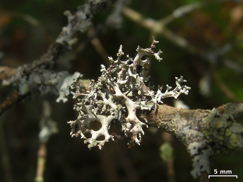Catawba Everniastrum Lichen photo 3