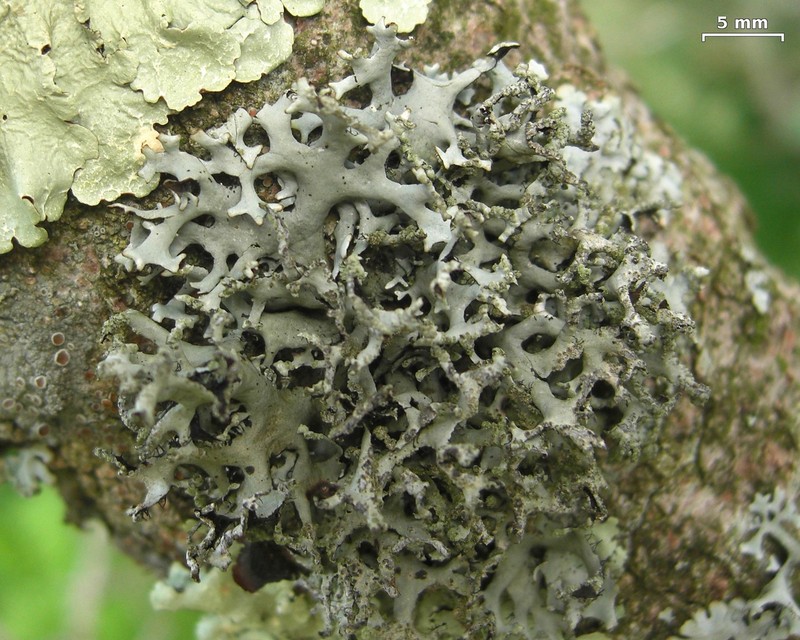 Catawba Everniastrum Lichen photo 4