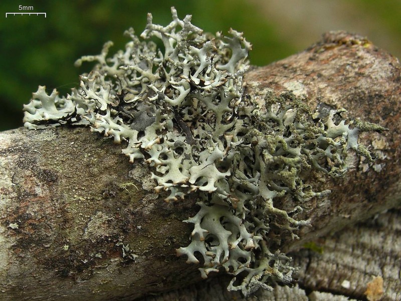 Catawba Everniastrum Lichen photo 5