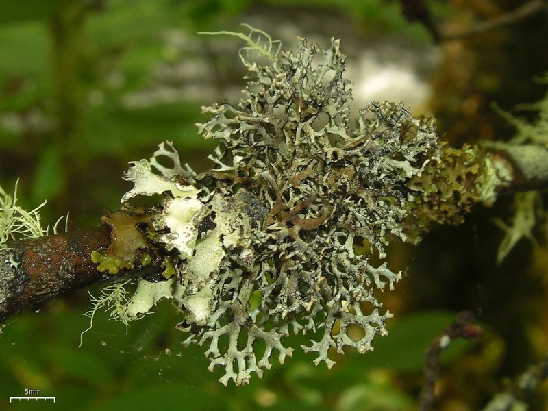 Catawba Everniastrum Lichen photo 6