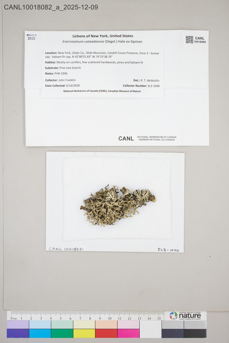 Catawba Everniastrum Lichen photo 7