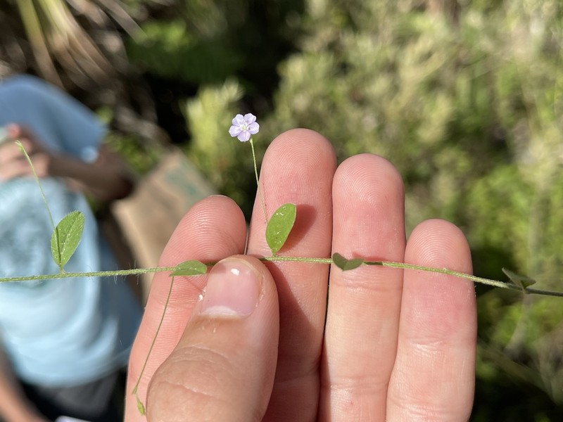 Slender Dwarf Morning-Glory