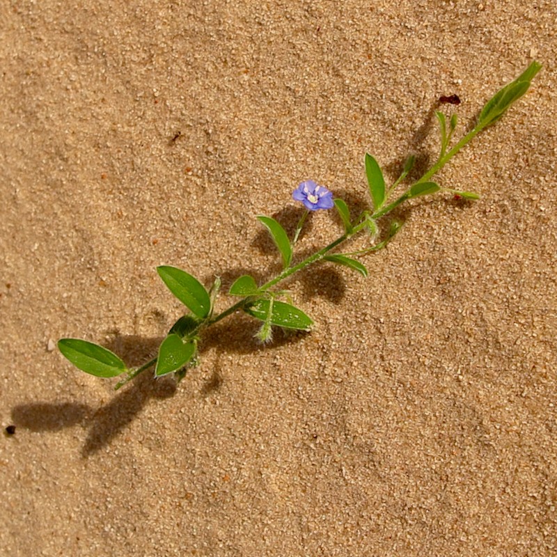 Slender Dwarf Morning-Glory photo 2