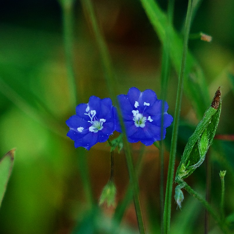Slender Dwarf Morning-Glory photo 3