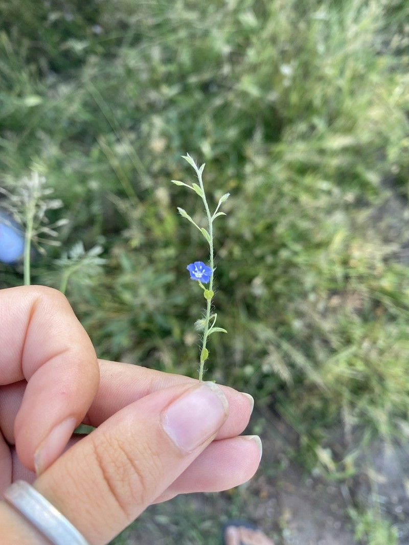 Slender Dwarf Morning-Glory photo 4