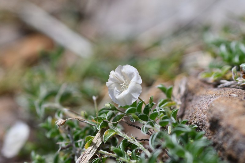 Slender Dwarf Morning-Glory photo 5
