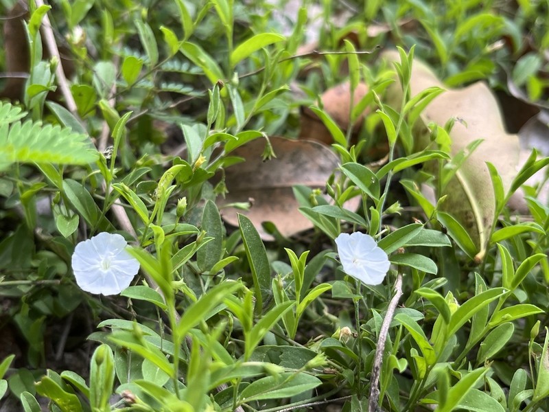Slender Dwarf Morning-Glory photo 6