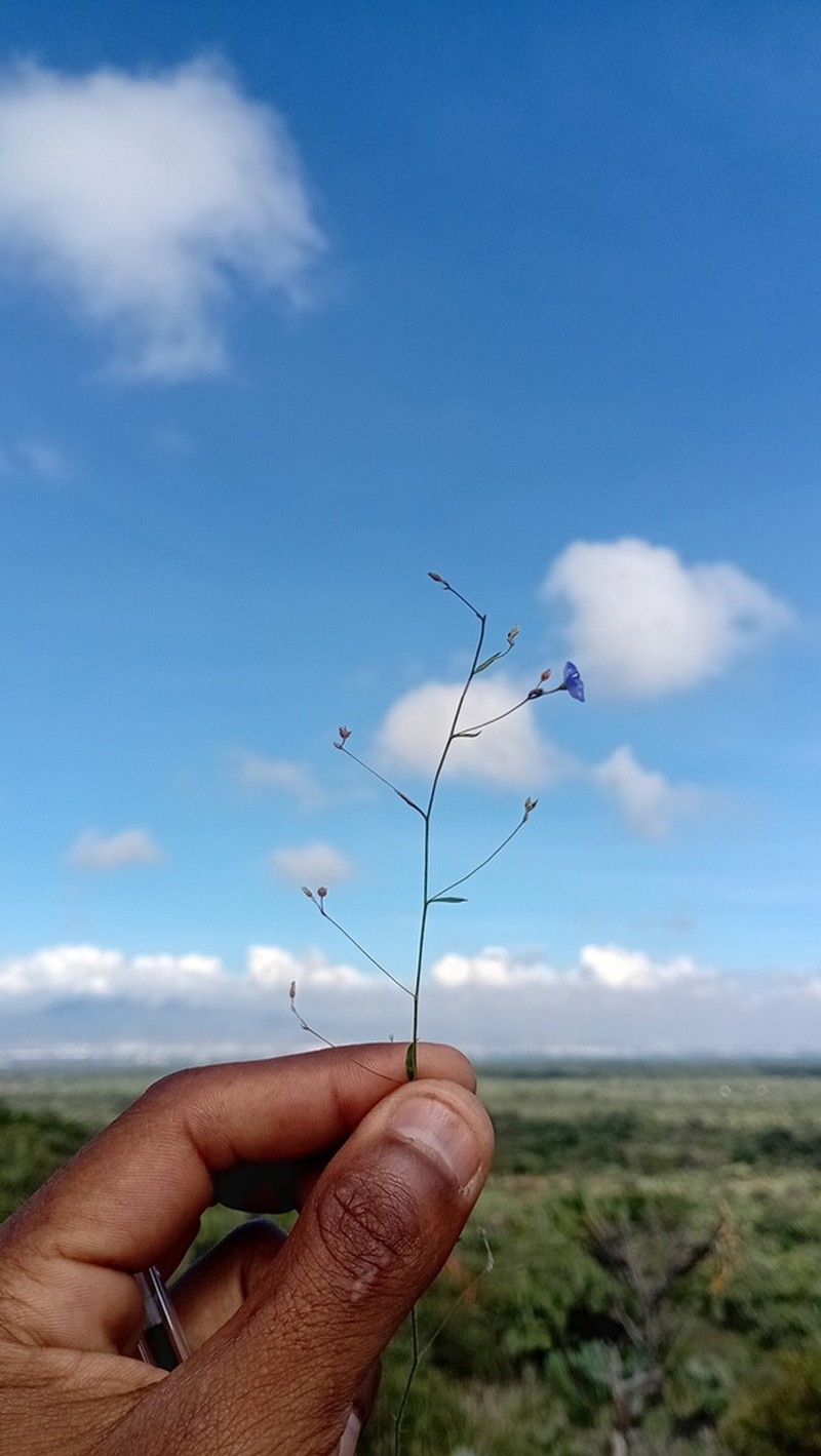 Slender Dwarf Morning-Glory photo 7