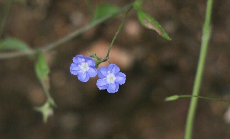 Slender Dwarf Morning-Glory photo 8