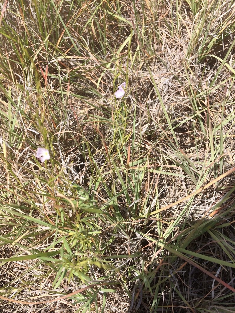 Sand Plain Dwarf Morning-Glory