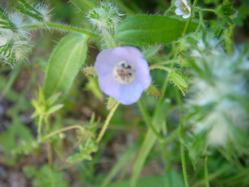 Wild Dwarf Morning-Glory