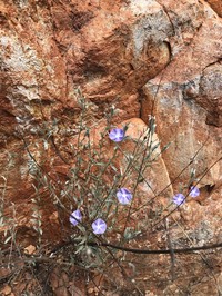 Wild Dwarf Morning-Glory