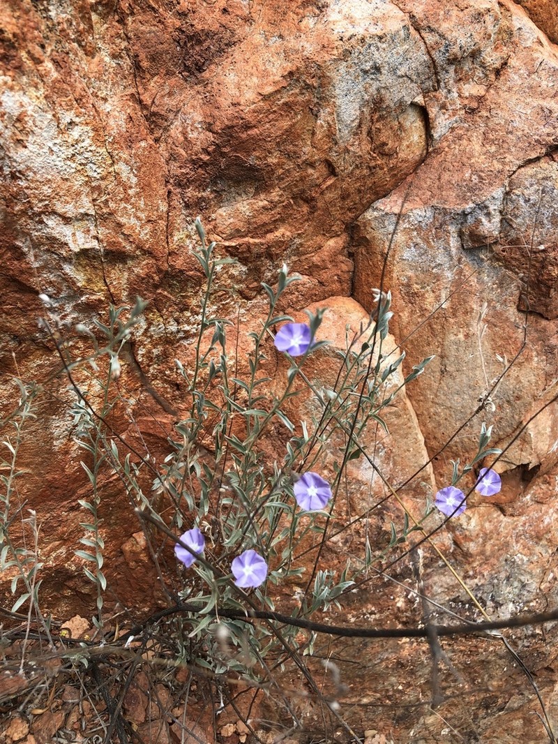 Wild Dwarf Morning-Glory