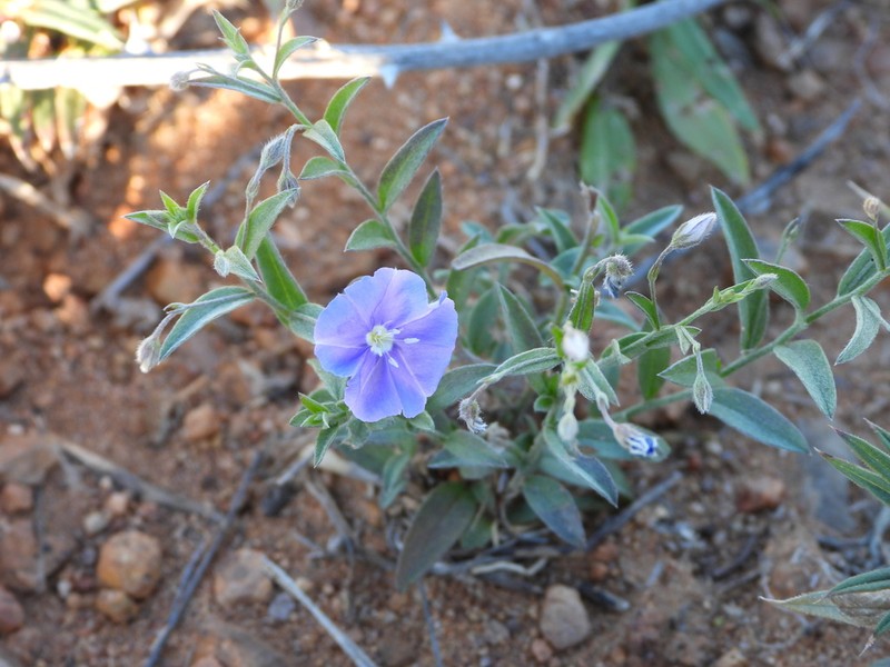 Wild Dwarf Morning-Glory photo 2