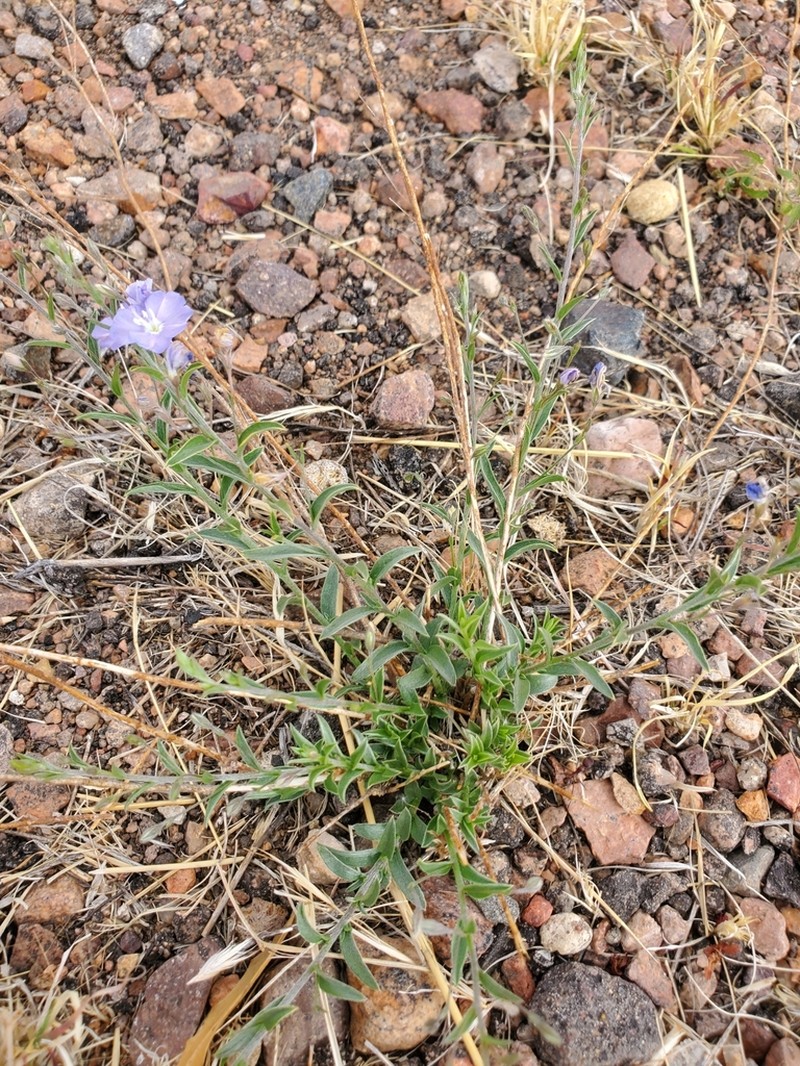 Wild Dwarf Morning-Glory photo 3