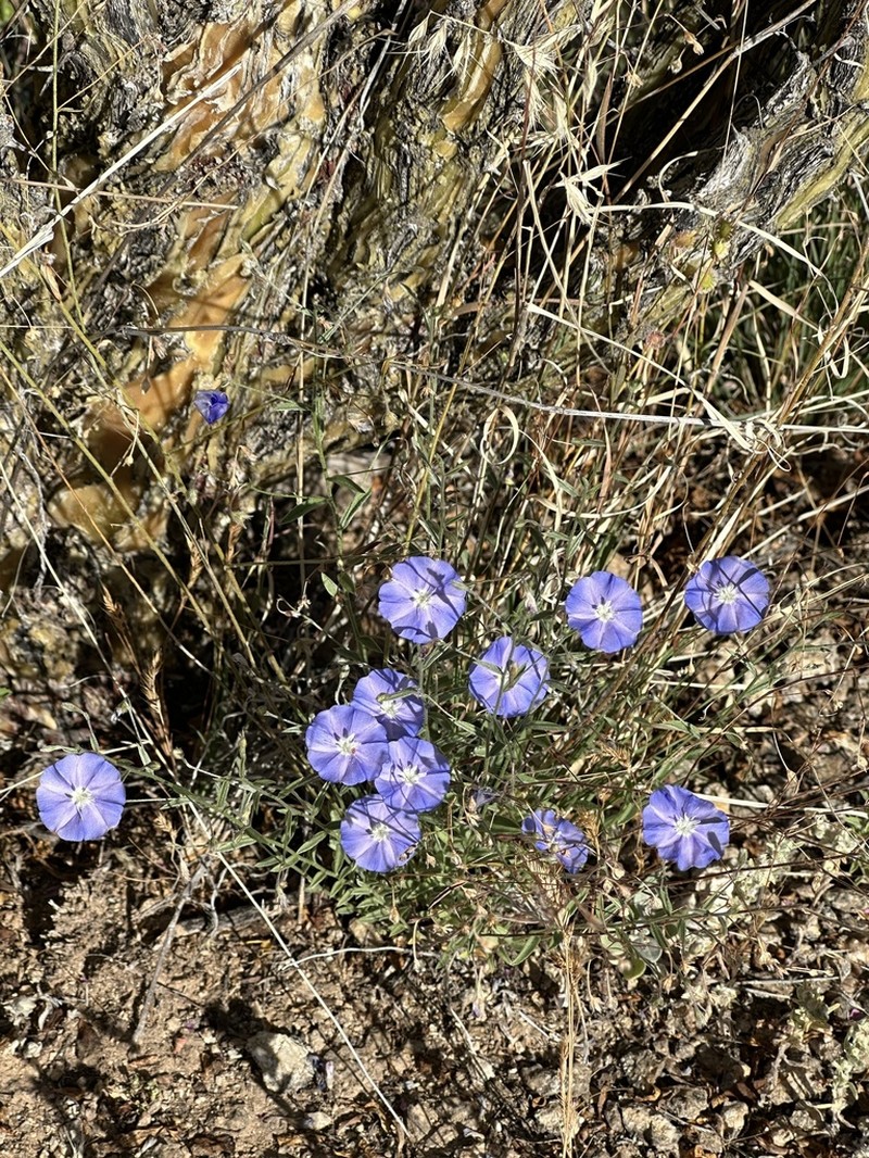 Wild Dwarf Morning-Glory photo 4