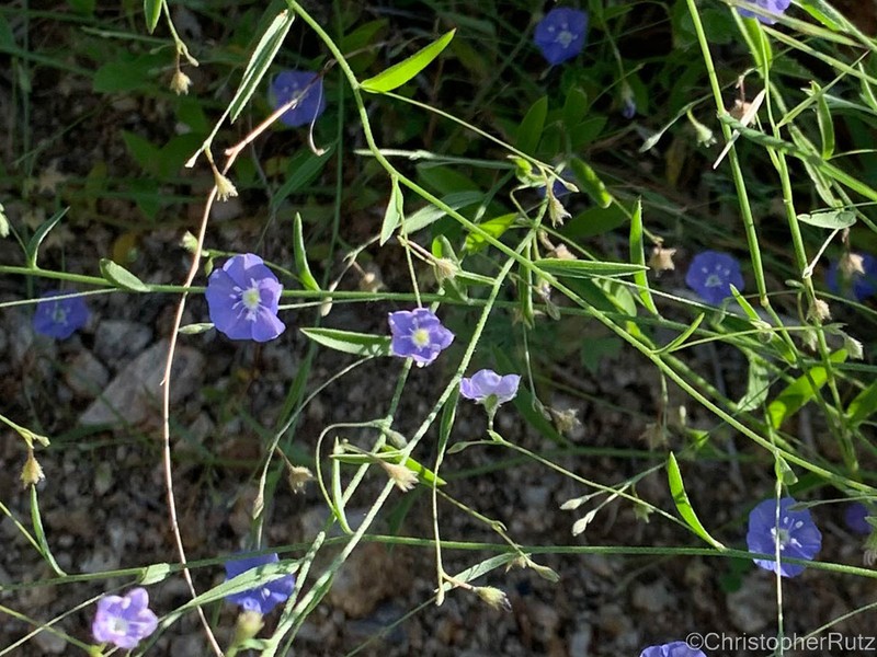 Wild Dwarf Morning-Glory photo 5