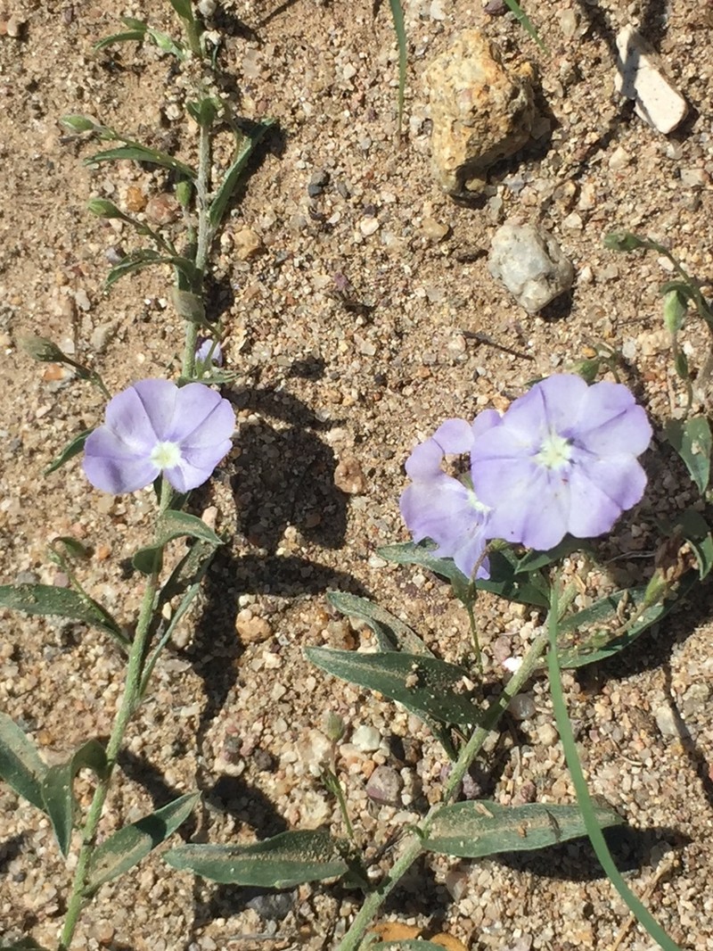 Wild Dwarf Morning-Glory photo 6