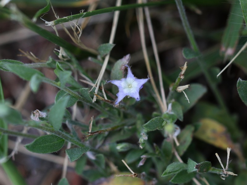 Wild Dwarf Morning-Glory photo 7