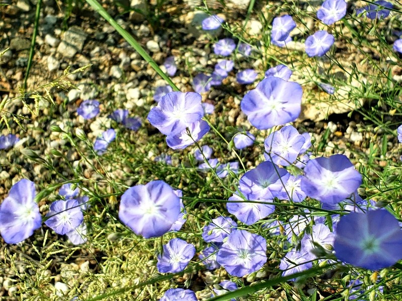 Wild Dwarf Morning-Glory photo 8