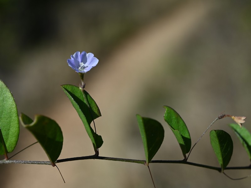 Bindweed Dwarf Morning-Glory