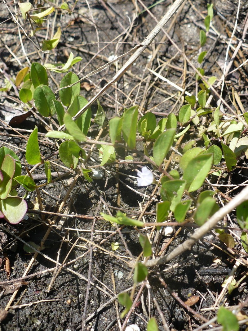 Bindweed Dwarf Morning-Glory