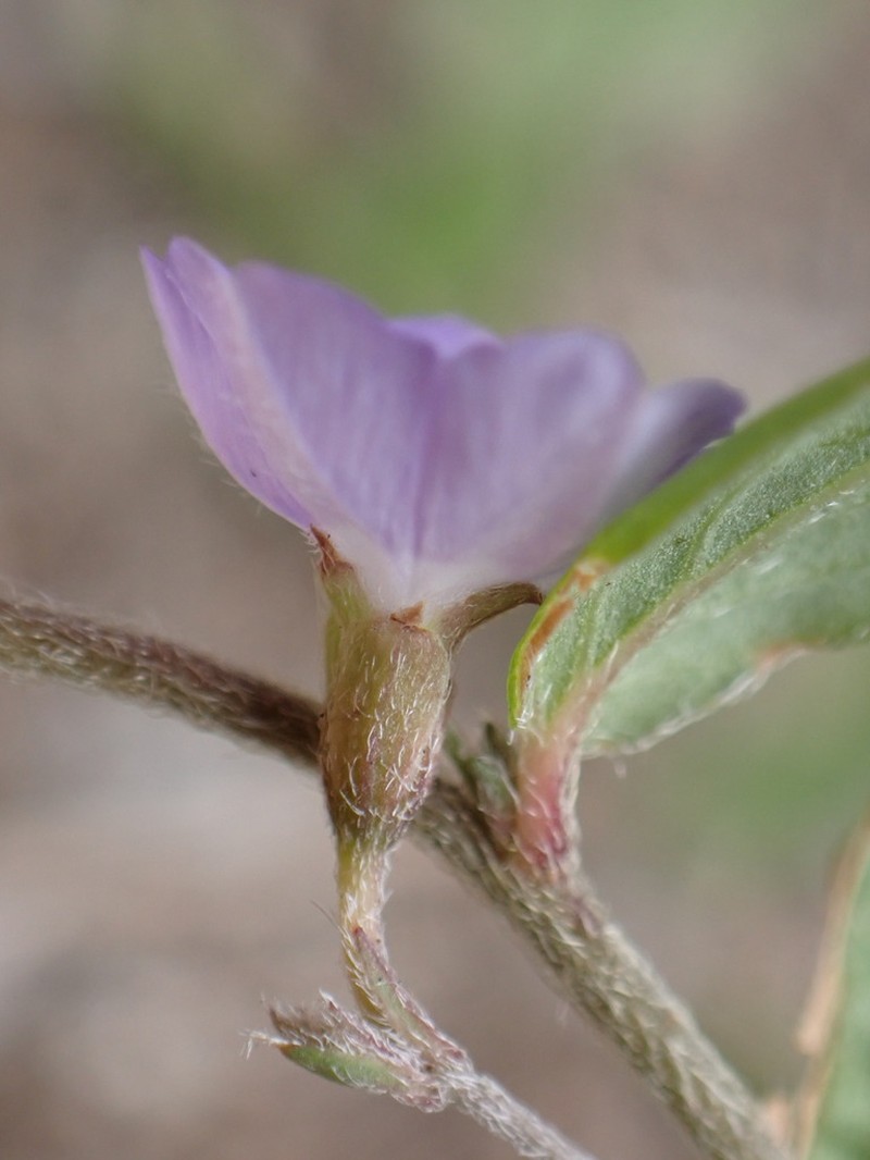 Bindweed Dwarf Morning-Glory photo 2