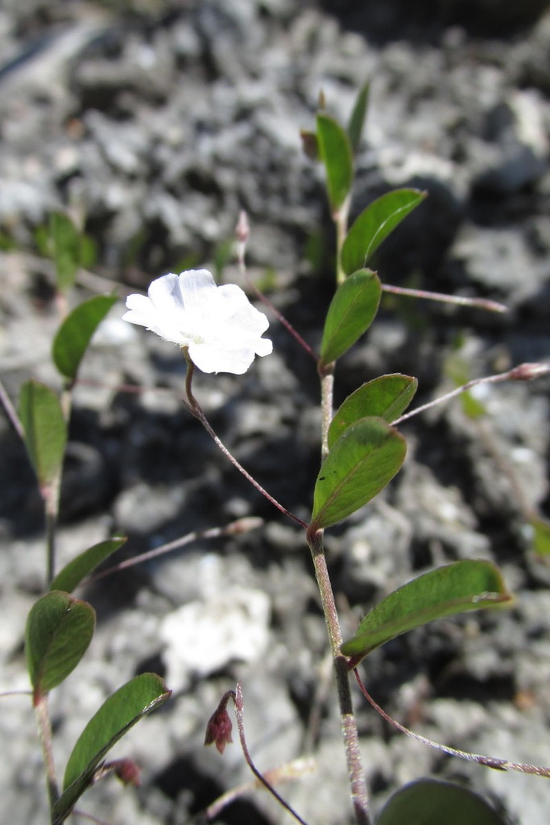 Bindweed Dwarf Morning-Glory photo 3