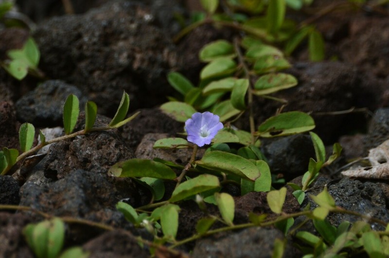 Bindweed Dwarf Morning-Glory photo 5