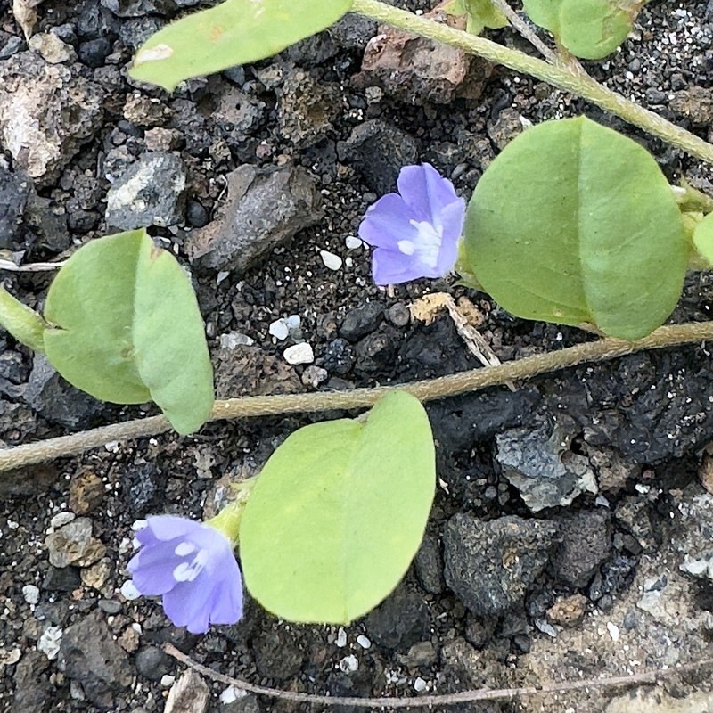 Bindweed Dwarf Morning-Glory photo 7