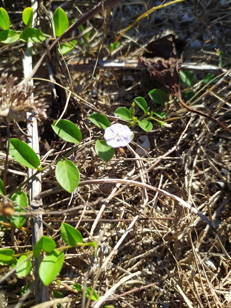 Bindweed Dwarf Morning-Glory photo 8